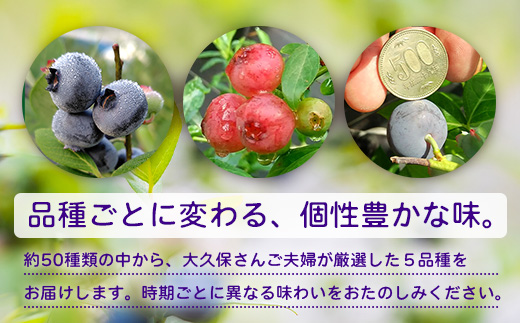 【期間限定】南大隅産 (生)ブルーベリー / 食べ比べセット (5品種) ≪100g×5P≫ BB-2｜鹿児島県 南大隅町 旬 産地直送 果物 ブルーベリー フルーツ くだもの 新鮮 農園 冷蔵 本土最南端