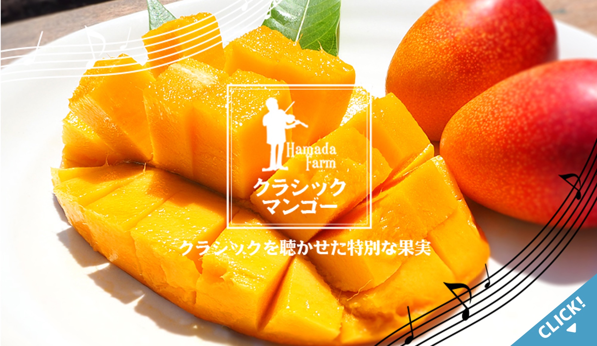 錦江町マンゴー