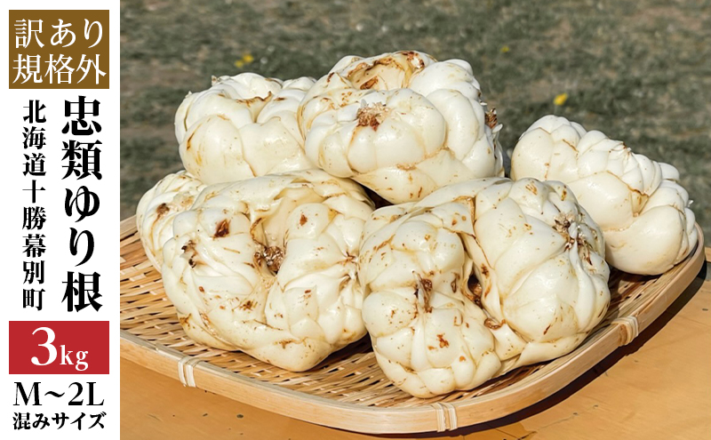 【規格外】十勝幕別 忠類ゆり根 3kg（M～2L）18～30玉［JA忠類］9月～3月発送限定【 北海道 幕別町 忠類 十勝 高級食材 お正月 料理 訳あり 】 野菜 ゆりね 北海道産 ワケあり
