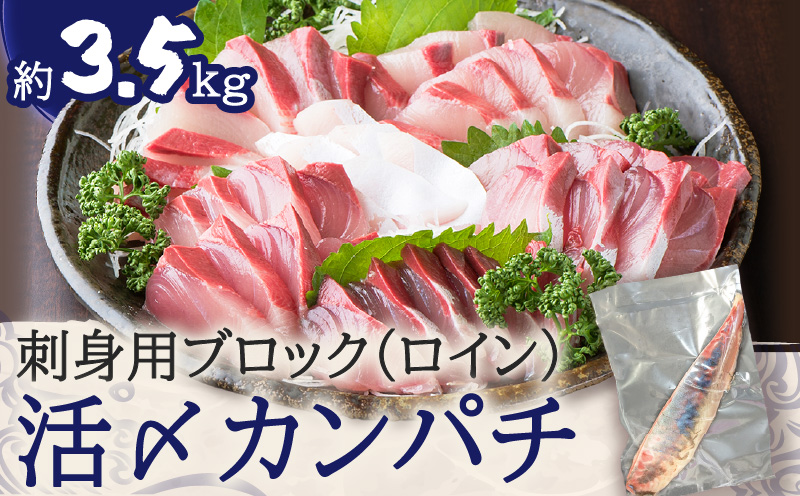 鹿児島県産カンパチ 約3.5kg 刺身用ブロック（ロイン） 活〆※真空包装　K294-003_03