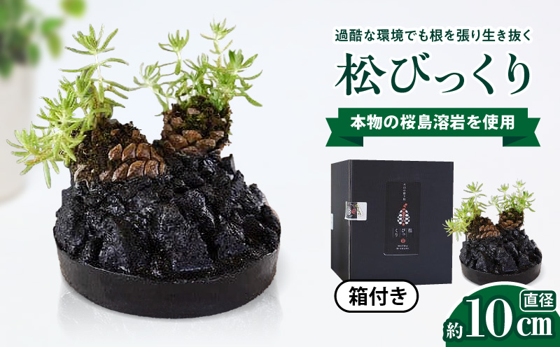 火山の贈り物 ミニ観葉植物『松びっくり』 溶岩土台松ぼっくり苔植物　K089-001