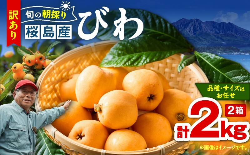 旬の朝採り！ 鹿児島 桜島産びわ 2箱（訳あり品）　K343-002_02