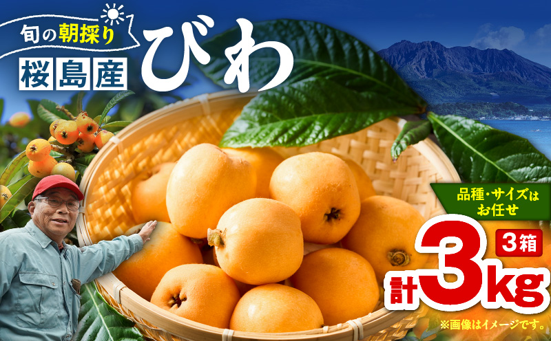 旬の朝採り！ 鹿児島 桜島産びわ 3箱（秀品）　K343-001_03