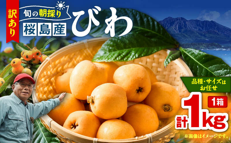 旬の朝採り！ 鹿児島 桜島産びわ 1箱（訳あり品）　K343-002