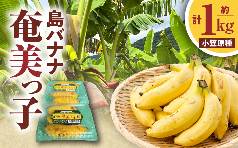 島バナナ 奄美っ子（小笠原種） 約1kg（500g×2P）　A037-033