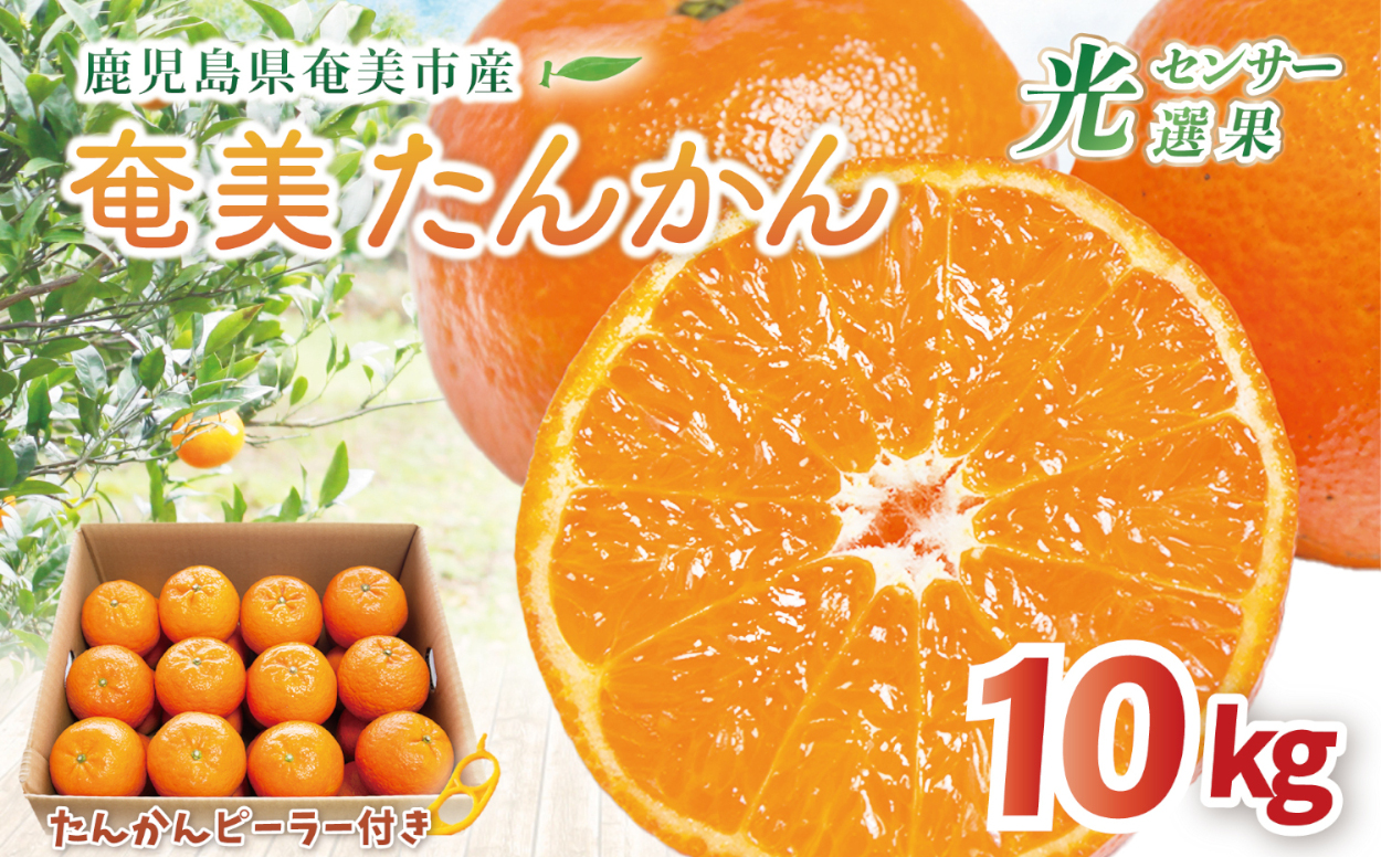 【10月1日価格改定（値上げ）予定】【先行予約】《奄美大島産》おいしい完熟たんかん 光センサー選別 10kg　A145-003