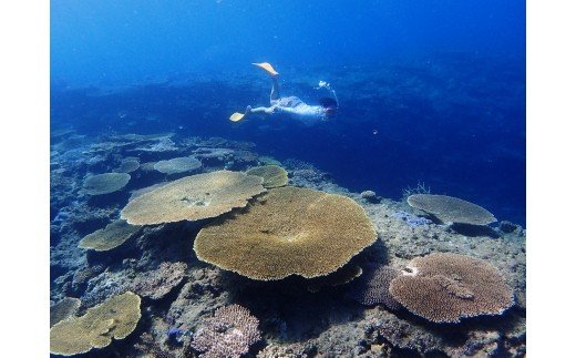 ボートシュノーケリング体験（1名様） - シュノーケリング 体験 ボート サンゴ 熱帯魚 海 鹿児島 奄美大島 1名 ひとり 要予約