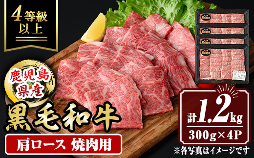 isa882 鹿児島県産黒毛和牛 肩ロース焼肉用(計1.2kg・300g×4P) 4等級以上！ 国産 牛肉 霜降り 国産 牛肉 霜降り 家庭用 冷凍 【サンキョーミート】