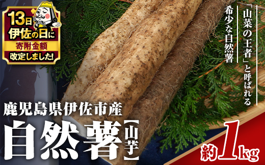 isa804 【伊佐の日・寄附額改定】《期間・数量限定：2026年1月より順次発送予定》鹿児島伊佐 自然薯(約1kg) 国産 鹿児島産 伊佐市 じねんじょ 山芋 とろろ 産地直送 冷蔵 【エコファーム永池】