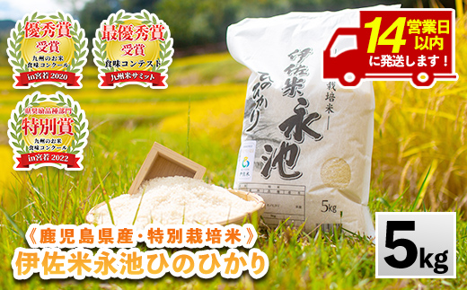 Z7-01 ＜14営業日以内に発送！＞《数量限定》令和7年産 特別栽培米 伊佐米永池ひのひかり(5kg) 伊佐市 永池 特産品 伊佐米 九州米サミット 食味コンテスト 最優秀賞受賞 ヒノヒカリ 5kg 【エコファーム永池】