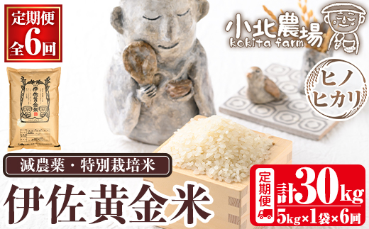 isa602 《数量限定・6回定期便》令和7年産 小北農場のお米 伊佐黄金米〈ヒノヒカリ〉(計30kg・5kg×1袋×6回) 鹿児島 伊佐 お米 特別栽培米 伊佐米 白米 ヒノヒカリ ひのひかり おにぎり ごはん 【小北農場】