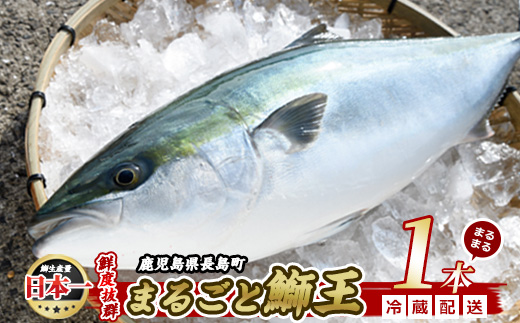 【14日前後で順次発送】 テレビで紹介ぶりの王様「 鰤王 」 まるごと 1本 （約4kg〜） ラウンド 先行予約 産地直送 長島町 特産品 ブランド 鰤 冷蔵 ふるさと納税 ぶり 刺身 ぶりしゃぶ ぶり大根 海鮮丼【JFA】jfa-1260