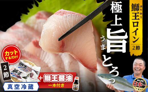 【冷蔵】【10月以降順次発送】【切って盛るだけ】『旅サラダ』で紹介ぶりの王様「 鰤王 」 ロイン 2節 (約1.0kg～)【鰤王しょう油付】 半身 産地直送 新鮮 旨味が抜群の 長島町 特産品 ブランド ぶり 鰤 ブリ 切り身 真空 冷蔵 刺身 ぶりしゃぶ しゃぶしゃぶ 魚 魚介 人気 ランキング 【JFA】jfa-1678A