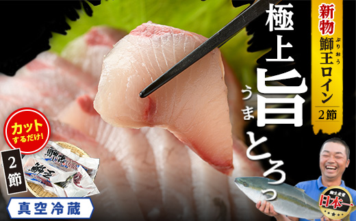 【30日以内に発送中】【切って盛るだけ】『旅サラダ』で紹介ぶりの王様 新物 「 鰤王 」ロイン (約750g・2節)  半身 産地直送 新鮮 旨味が抜群の 長島町 特産品 ブランド ぶり 鰤 ブリ 切り身 ぶりかま フィレ 真空 冷蔵 刺身 ぶりしゃぶ しゃぶしゃぶ 魚 魚介 人気 ランキング 【株式会社JFA】jfa-1482