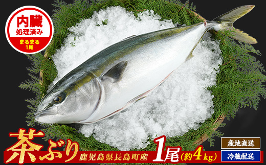 茶ぶり 1尾（内臓処理済　約4kg） セミドレス (えら・内臓除去済み) ぶり 柵 刺身 ブリ 切り身 鰤 1本 鮮魚 下処理済み 鮮魚 1匹 刺身 ぶりしゃぶ ぶりかま 【ウスイ】usui-6120R7