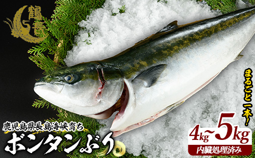 ボンタンぶりまるごと一本(内臓処理済)  ぶり 柵 刺身 ブリ 切り身 鰤 1本 鮮魚 下処理済み 鮮魚 1匹 刺身 ぶりしゃぶ ぶりかま 【鶴長水産】turu-7314R8