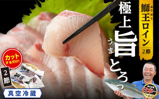 【先行予約】【10月以降順次発送】【切って盛るだけ】『旅サラダ』で紹介ぶりの王様「 鰤王 」 ロイン 2節 (約1.0kg～) 半身 産地直送 新鮮 旨味が抜群の 長島町 特産品 ブランド ぶり 鰤 ブリ 切り身 真空 冷蔵 刺身 ぶりしゃぶ しゃぶしゃぶ 魚 魚介 人気 ランキング 【JFA】jfa-7132
