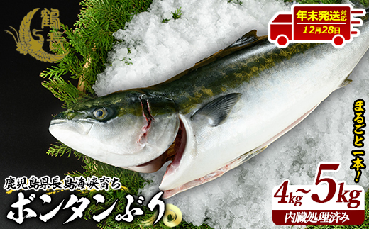 【12月28日出荷】ボンタンぶりまるごと一本(内臓処理済)  ぶり 柵 刺身 ブリ 切り身 鰤 1本 鮮魚 下処理済み 鮮魚 1匹 刺身 ぶりしゃぶ ぶりかま 【鶴長水産】turu-7314R8-12