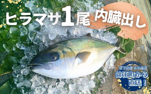 No.2101-1 ふる里館 ヒラマサ１尾セット（内臓出し）