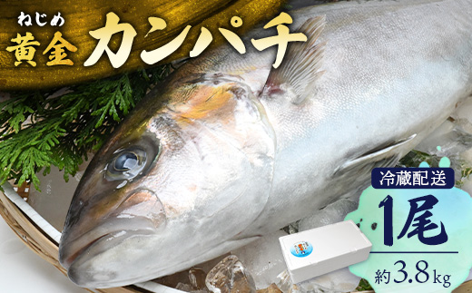 【着日指定可】<2026年7月～9月配送不可> 鹿児島県 ねじめ黄金カンパチ 1尾 約3kg台 JF-501 | 魚 直送 養殖 根占 さかな かんぱち 漁師 刺身 寿司 鹿児島県 南大隅町 漁業協同組合ねじめ支所