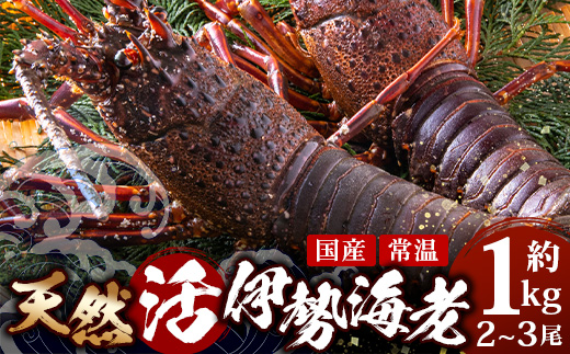 【先行予約】天然 活 伊勢海老 約1kg 2～3尾 ≪2025年11月下旬頃～2025年12月下旬頃順次発送予定≫ ｜国産 えび 活イセエビ 伊勢エビ 常温 