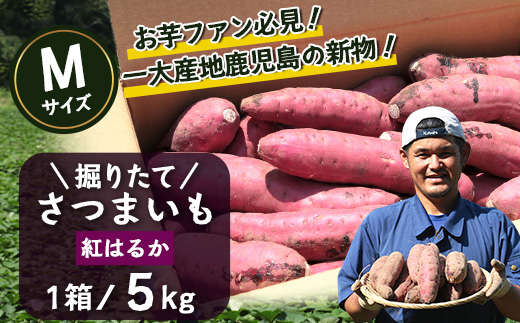 先行予約【2025年9月下旬より順次発送】さつまいも 紅はるか 堀りたて 5kg ( 1箱 ) Mサイズ 新物 鹿児島県産