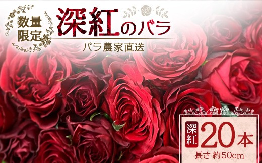 【先行予約】【数量限定・ギフト】ばら農家直送！深紅の薔薇20本お届け│ローズ 新鮮 バラ 花 フラワー 花束 ばら 薔薇 誕生日 記念日 結婚祝い プロポーズ ギフト プレゼント お祝い 贈り物 贈答 鹿児島県 南大隅町 富田バラ園 TB-17