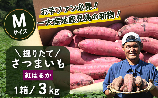 先行予約【2025年9月下旬より順次発送】さつまいも 紅はるか 堀りたて 3kg ( 1箱 ) Mサイズ  新物