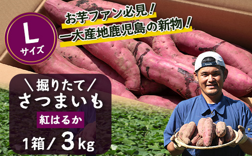 先行予約【2025年9月下旬より順次発送】掘り立て 紅はるか 3kg ( 1箱 ) Lサイズ さつまいも 鹿児島県産（AX72215）