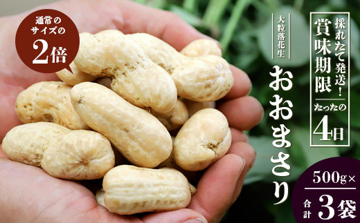 ≪数量限定≫鹿児島県産　食べ応え抜群の大粒落花生「おおまさり」５００g袋×３袋（AX72312）