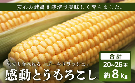 【2026年先行予約】【数量限定】感動とうもろこし ( 約8kg / 20〜26本 ) 鹿児島産 ゴールドラッシュ（FR-522）