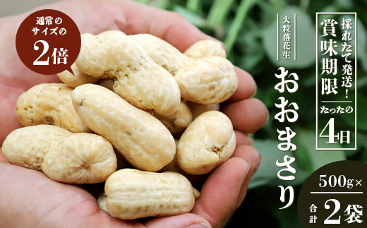 ≪数量限定≫鹿児島県産　食べ応え抜群の大粒落花生「おおまさり」５００g袋×２袋