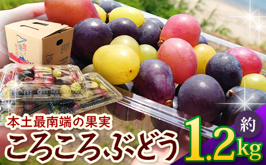 【先行予約・数量限定】2026年7月下旬発送 ＜訳あり＞ 本土最南端ぶどう ころころぶどうパック 約1.2㎏ TE707｜期間限定 家庭用 産地直送 旬 ブドウ 葡萄 ぶどう フルーツ 果物 くだもの 果実 食べ比べ 鹿児島県 南大隅町 有限会社ティエラ　