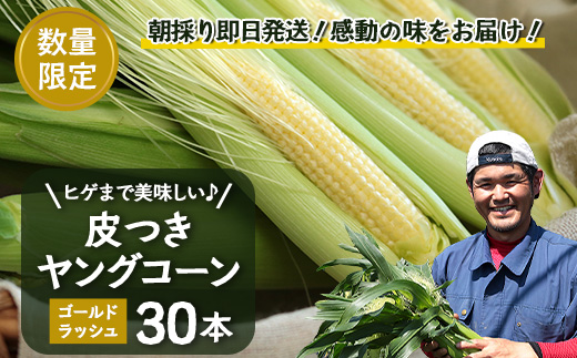 【2026年先行予約】【数量限定】 ヒゲまで美味しい 皮つき ヤングコーン 30本 （FR-520）