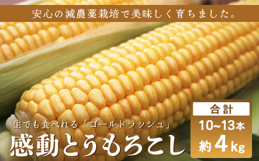 【2026年先行予約】【数量限定】感動とうもろこし ( 約4kg / 10〜13本 ) 鹿児島産 ゴールドラッシュ 